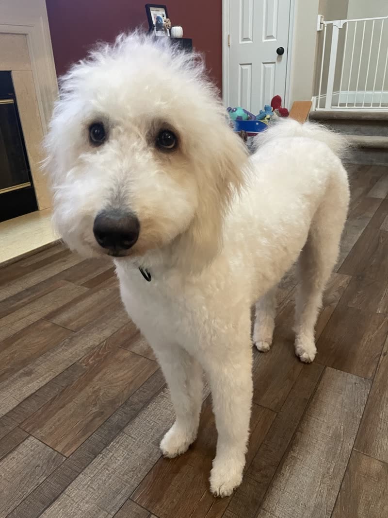 Freshly groomed cream doodle standing fluffy and tidy in a hallway after its trim
