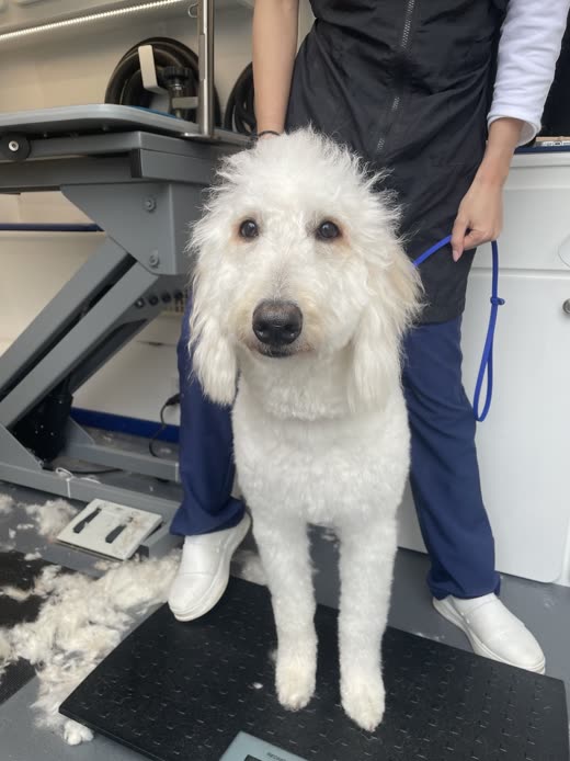 Groomed cream doodle standing on the grooming mat with clipped fur on the floor