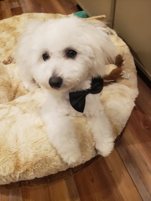Close-up of a white Bichon-type dog in a black bow tie curled on a fluffy bed
